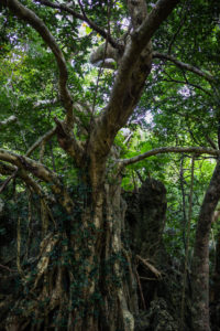 Tree in the Kenting National Forest Recreation Area Tree in the Kenting National Forest Recreation Area
