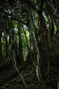 Staircase in the jungle of the Kenting National Forest Recreation Area Staircase in the jungle of the Kenting National Forest Recreation Area