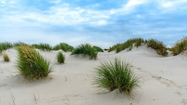 Europe, Germany, Schleswig-Holstein, North Frisian island, Nordfriesland, North Sea, Amrum, dune grass and sand landscape Europe, Germany, Schleswig-Holstein, North Frisian island, Nordfriesland, North Sea, Amrum, dune grass and sand landscape
