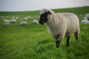 Europe, Germany, Lower Saxony, East Frisia, Pilsum, sheep on the dyke of Pilsum Europe, Germany, Lower Saxony, East Frisia, Pilsum, sheep on the dyke of Pilsum