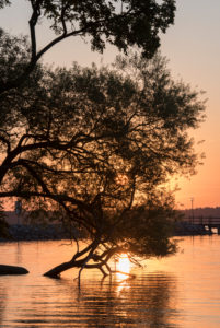 Sunrise at the Müritz, tree in the water Sunrise at the Müritz, tree in the water