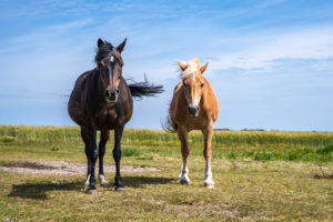 Europe, North Sea, North Sea island, Wadden Sea, Germany, National Park, Schleswig-Holstein, Two horses on Amrum Europe, North Sea, North Sea island, Wadden Sea, Germany, National Park, Schleswig-Holstein, Two horses on Amrum