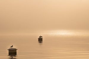 Europe, Switzerland, Canton of Zurich, Lake Zurich, Gold Coast, Stäfa, foggy mood in the Stäfa lido Europe, Switzerland, Canton of Zurich, Lake Zurich, Gold Coast, Stäfa, foggy mood in the Stäfa lido