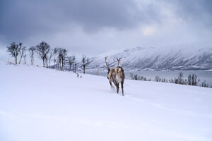 Europe, Norway, Tromsö, Reindeer in the snow Europe, Norway, Tromsö, Reindeer in the snow