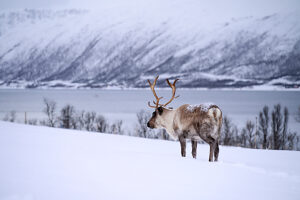 Europe, Norway, Tromsö, Reindeer in the snow Europe, Norway, Tromsö, Reindeer in the snow
