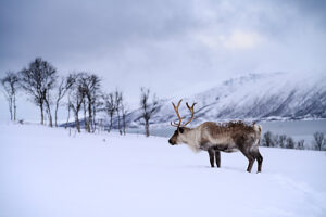 Europe, Norway, Tromsö, Reindeer in the snow Europe, Norway, Tromsö, Reindeer in the snow
