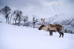 Europe, Norway, Tromsö, Reindeer in the snow Europe, Norway, Tromsö, Reindeer in the snow