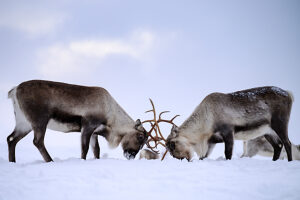 Europe, Norway, Tromsö, two reindeers fighting Europe, Norway, Tromsö, two reindeers fighting