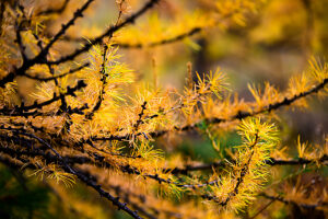 Europe, Switzerland, Canton Valais, Zermatt, Autumn on the Matterhorn, branches of a larch tree, close-up Europe, Switzerland, Canton Valais, Zermatt, Autumn on the Matterhorn, branches of a larch tree, close-up