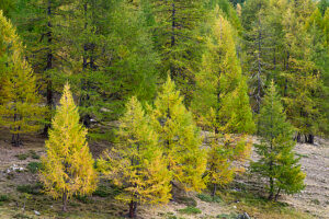 Europe, Switzerland, Canton Valais, Autumn atmosphere on the Moosalp Europe, Switzerland, Canton Valais, Autumn atmosphere on the Moosalp