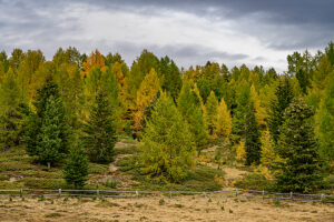 Europe, Switzerland, Canton Valais, Autumn atmosphere on the Moosalp Europe, Switzerland, Canton Valais, Autumn atmosphere on the Moosalp