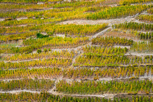 Europe, Switzerland, Canton of Valais, Visp, Visperterminen, Wine Route Europe, Switzerland, Canton of Valais, Visp, Visperterminen, Wine Route