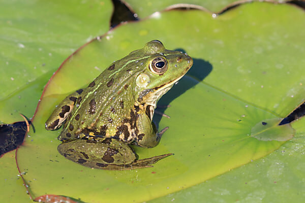 Bildagentur Mauritius Images Leopardenfrosch Rana Pipiens