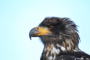 Bald eagle, young animal, Haliaeetus leucocephalus Bald eagle, young animal, Haliaeetus leucocephalus