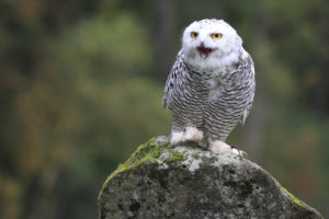 Schneeeule sitzt auf einem Stein, Bubo scandiacus Schneeeule sitzt auf einem Stein, Bubo scandiacus