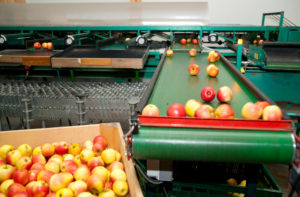 Apples on assembly belt Apples on assembly belt