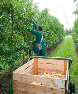 Man during apple harvest Man during apple harvest