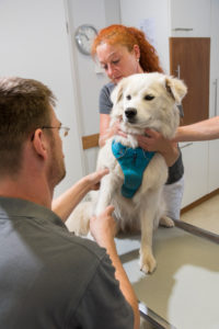 Dog at the veterinarian, examination foreleg Dog at the veterinarian, examination foreleg