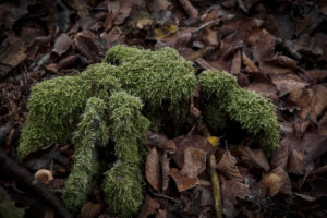 Autumn, forest, foliage, moss, Autumn, forest, foliage, moss,