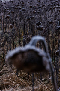 Autumn, sunflower field, Autumn, sunflower field,