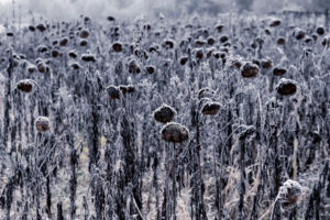 Sunflower field during the first frost Sunflower field during the first frost