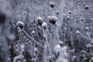Flower meadow during the first frost Flower meadow during the first frost