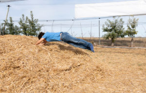 Boy jumps high-spirited into a heap of straw