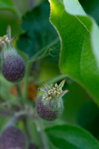 Apple blossom with fruit set