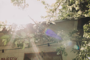 Garden, blossoming tree, sun, back light