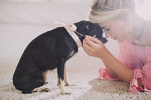Frau, Chihuahua, kuscheln, Profil, Frau, Chihuahua, kuscheln, Profil,