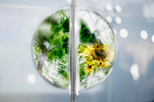 Projection, plants in glass ball Projection, plants in glass ball