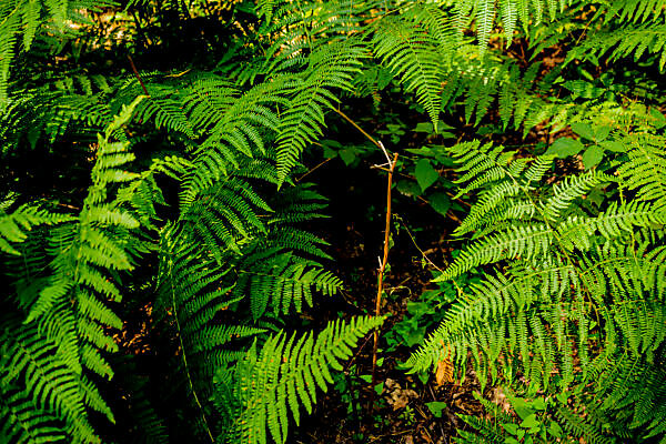 Bildagentur, mauritius images