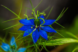 Nigella in summer Nigella in summer