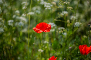 Poppies on the meadow Poppies on the meadow