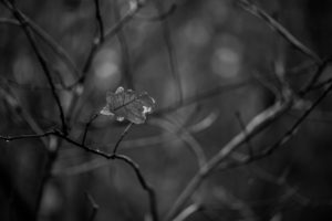 The last oak leaf at an oak in winter The last oak leaf at an oak in winter