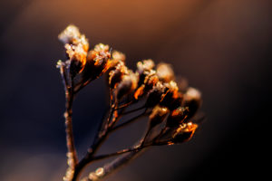 Blurred flower with frost in the morning light Blurred flower with frost in the morning light