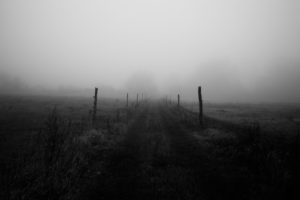 Mist on a path between two paddocks Mist on a path between two paddocks