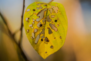 Leaves with gnawing traces on a tree in autumn Leaves with gnawing traces on a tree in autumn