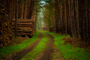 Forest road in spring ,with the grass overgrown , on the edge of the path with the stacked wood piles Forest road in spring ,with the grass overgrown , on the edge of the path with the stacked wood piles