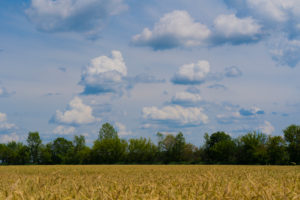 Agricultural area on a sunny day in summer with big clouds Agricultural area on a sunny day in summer with big clouds