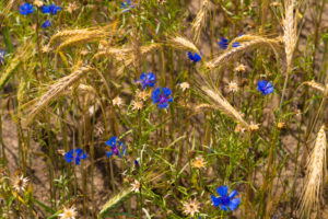 Grain field in summer with Blue cornflowers Grain field in summer with Blue cornflowers