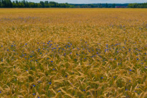 Grain field in summer with Blue cornflowers Grain field in summer with Blue cornflowers