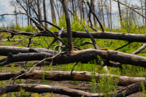 1 year after the forest fire in the vicinity of Pechüle by Treuenbrietzen, all the pines are death 1 year after the forest fire in the vicinity of Pechüle by Treuenbrietzen, all the pines are death