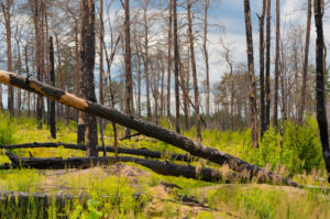 1 year after the forest fire in the vicinity of Pechüle by Treuenbrietzen, all the pines are death 1 year after the forest fire in the vicinity of Pechüle by Treuenbrietzen, all the pines are death