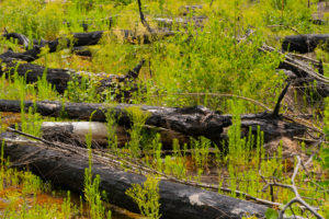 1 year after the forest fire in the vicinity of Pechüle by Treuenbrietzen, all the pines are death 1 year after the forest fire in the vicinity of Pechüle by Treuenbrietzen, all the pines are death