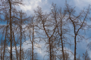 1 year after the forest fire in the vicinity of Pechüle by Treuenbrietzen, all the pines are death 1 year after the forest fire in the vicinity of Pechüle by Treuenbrietzen, all the pines are death
