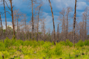 1 year after the forest fire in the vicinity of Pechüle by Treuenbrietzen, all the pines are death 1 year after the forest fire in the vicinity of Pechüle by Treuenbrietzen, all the pines are death