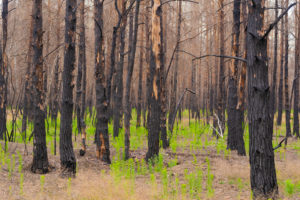 1 year after the forest fire in the vicinity of Pechüle by Treuenbrietzen, all the pines are death 1 year after the forest fire in the vicinity of Pechüle by Treuenbrietzen, all the pines are death