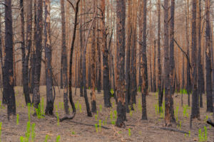 1 year after the forest fire in the vicinity of Pechüle by Treuenbrietzen, all the pines are death 1 year after the forest fire in the vicinity of Pechüle by Treuenbrietzen, all the pines are death