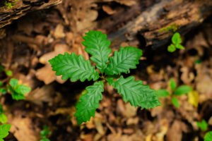 A young oak tree in summer in Germany in the forest A young oak tree in summer in Germany in the forest